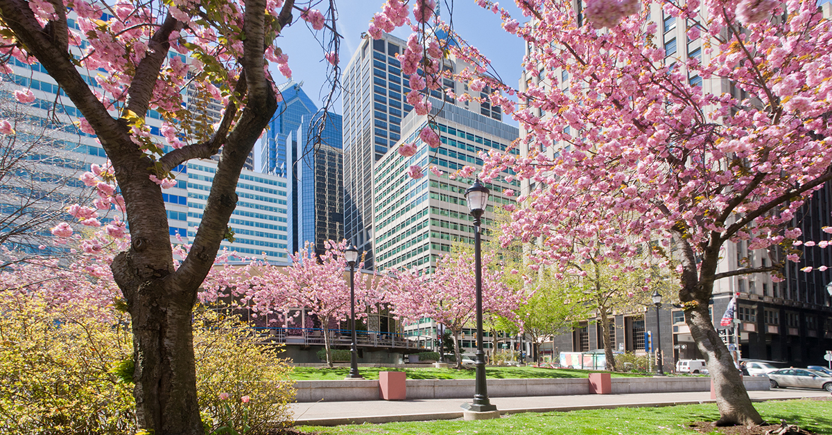Spring in Philadelphia - cherry trees, skyscrapers